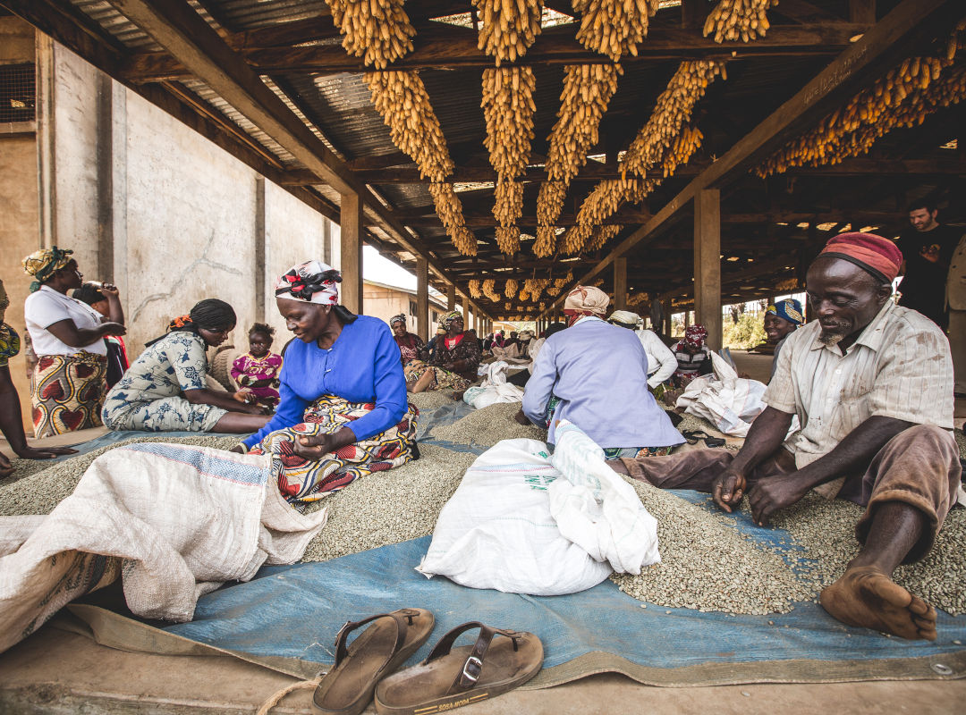 Kaffeeauslese in Kamerun